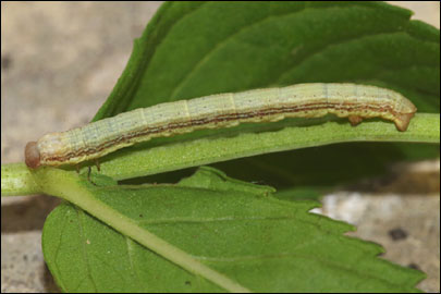 Ematurga atomaria (Linnaeus, 1758) -  