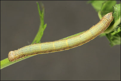 Ematurga atomaria (Linnaeus, 1758) -  