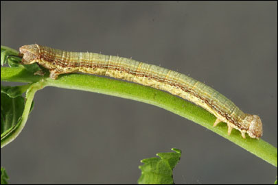 Ematurga atomaria (Linnaeus, 1758) -  