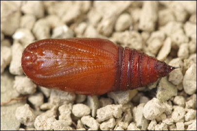 Ematurga atomaria (Linnaeus, 1758) -  