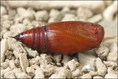 Ematurga atomaria (Linnaeus, 1758) -  