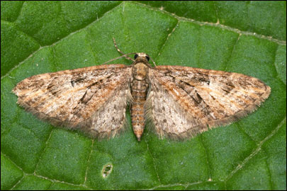 Eupithecia abbreviata Stephens, 1831 -  
