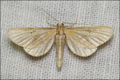 Eupithecia biornata Christoph, 1867 -  