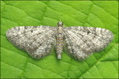 Eupithecia denotata (Hubner, [1813]) -  