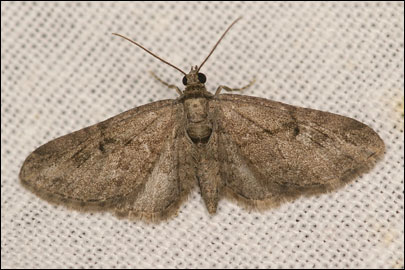 Eupithecia ericeata euxinata Bohatsch, 1893 - Пяденица ---