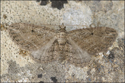 Eupithecia ericeata euxinata Bohatsch, 1893 - Пяденица ---