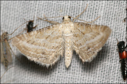 Eupithecia extensaria (Freyer, 1844) -  