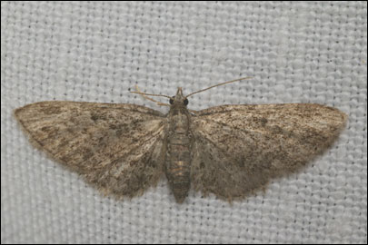 Eupithecia inturbata (Hubner, [1817]) -  