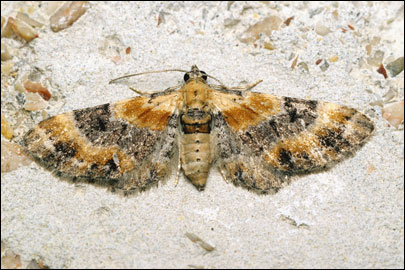 Eupithecia linariata ([Denis & Schiffermuller], 1775) - Пяденица льнянковая