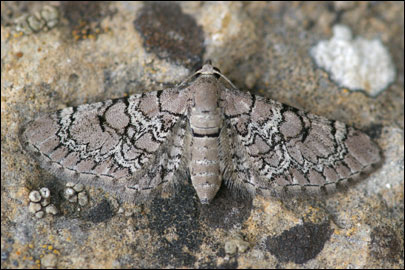 Eupithecia schiefereri Bohatcsh, 1893 - Пяденица Шиферера