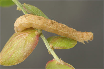 Eupithecia simpliciata (Haworth, 1809) - Пяденица лебедовая