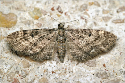 Eupithecia subfuscata (Haworth, [1809]) -  