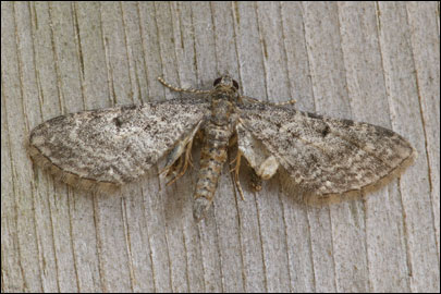 Eupithecia subfuscata (Haworth, [1809]) -  