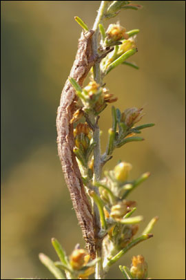 Eupithecia variostrigata (Alpheraky, 1878) - Пяденица ---