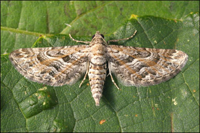 Eupithecia variostrigata (Alpheraky, 1878) - Пяденица ---