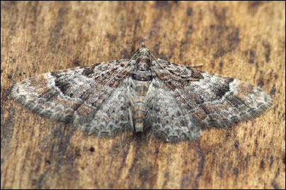 Gymnoscelis rufifasciata (Haworth, [1809]) - �������� ����������������