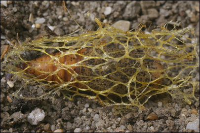 Holoterpna pruinosata (Staudinger, 1897) - Пяденица холодная