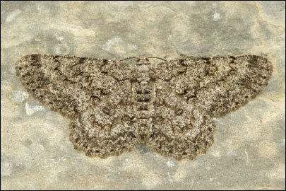 Hypomecis punctinalis (Scopoli, 1763) - �������� ���������