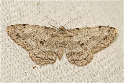 Hypomecis roboraria ([Denis & Schiffermuller], 1775) -  