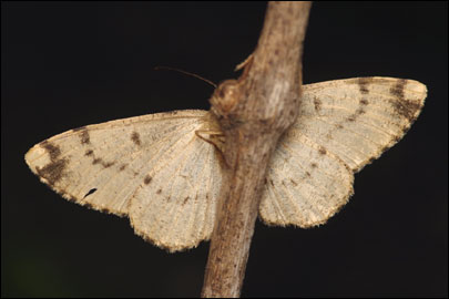 Hypomecis roboraria ([Denis & Schiffermuller], 1775) -  