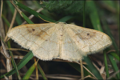 Idaea rubraria (Staudinger, 1901) - �������� ---