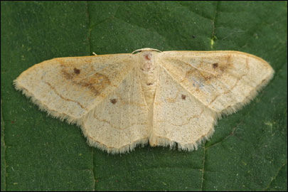 Idaea rubraria (Staudinger, 1901) - �������� ---