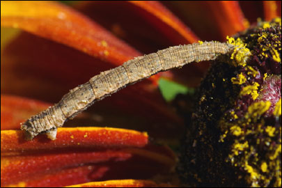 Idaea seriata (Schrank, 1802) -  