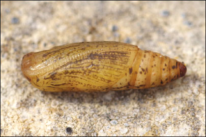 Idaea seriata (Schrank, 1802) -  