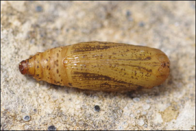 Idaea seriata (Schrank, 1802) -  
