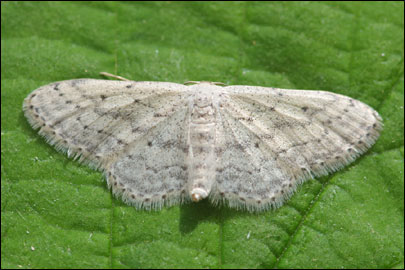 Idaea seriata (Schrank, 1802) -  