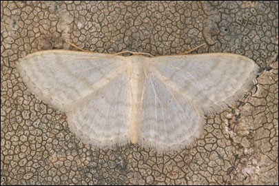 Idaea subsericeata (Haworth, [1809]) - Пяденица полушёлковая