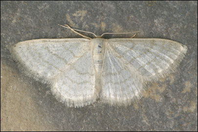 Idaea subsericeata (Haworth, [1809]) - Пяденица полушёлковая