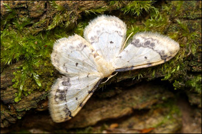 Idaea trigeminata (Haworth, [1809]) - Пяденица утроенная