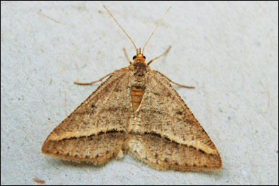 Isturgia arenacearia ([Denis & Schiffermuller], 1775) - �������� ��������