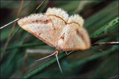 Isturgia arenacearia ([Denis & Schiffermuller], 1775) - �������� ��������