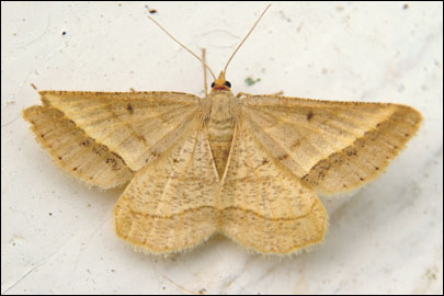 Isturgia arenacearia ([Denis & Schiffermuller], 1775) - �������� ��������
