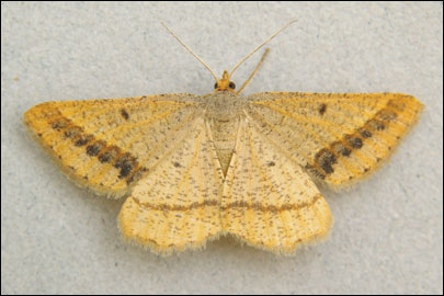 Isturgia arenacearia ([Denis & Schiffermuller], 1775) - �������� ��������