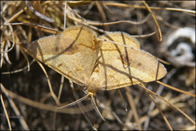 Isturgia arenacearia ([Denis & Schiffermuller], 1775) - �������� ��������
