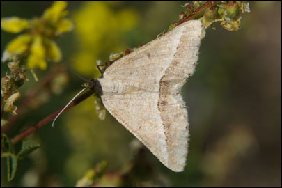 Isturgia arenacearia ([Denis & Schiffermuller], 1775) - �������� ��������