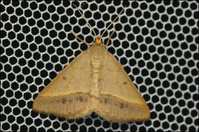 Isturgia arenacearia ([Denis & Schiffermuller], 1775) - �������� ��������