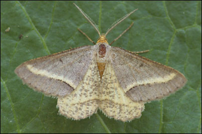 Isturgia arenacearia ([Denis & Schiffermuller], 1775) - �������� ��������