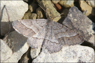 Isturgia murinaria ([Denis & Schiffermuller], 1775) - �������� �������