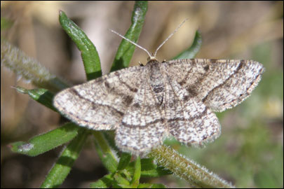 Isturgia murinaria ([Denis & Schiffermuller], 1775) - �������� �������