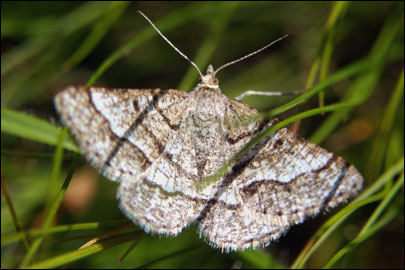 Isturgia murinaria ([Denis & Schiffermuller], 1775) - �������� �������