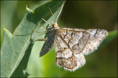 Isturgia murinaria ([Denis & Schiffermuller], 1775) - �������� �������