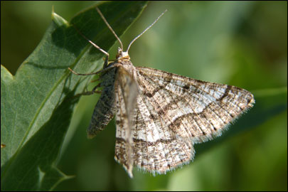 Isturgia murinaria ([Denis & Schiffermuller], 1775) - �������� �������
