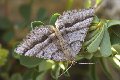 Isturgia murinaria ([Denis & Schiffermuller], 1775) - �������� �������