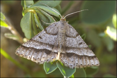 Isturgia murinaria ([Denis & Schiffermuller], 1775) - �������� �������