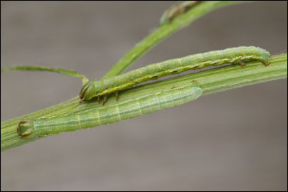 Isturgia murinaria ([Denis & Schiffermuller], 1775) - �������� �������