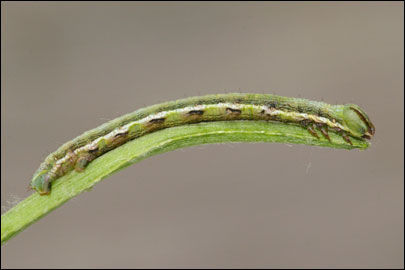 Isturgia murinaria ([Denis & Schiffermuller], 1775) - �������� �������